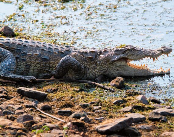 Krokodyl Dundee przy rzece